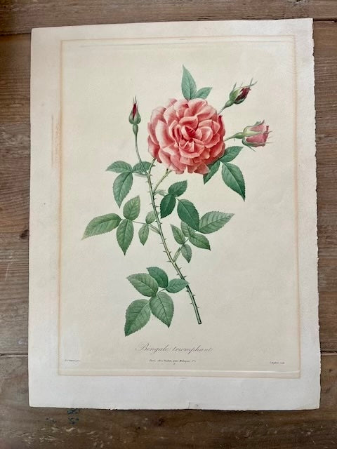 Set of 3 Redouté Rose Prints