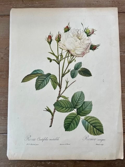 Set of 3 Redouté Rose Prints