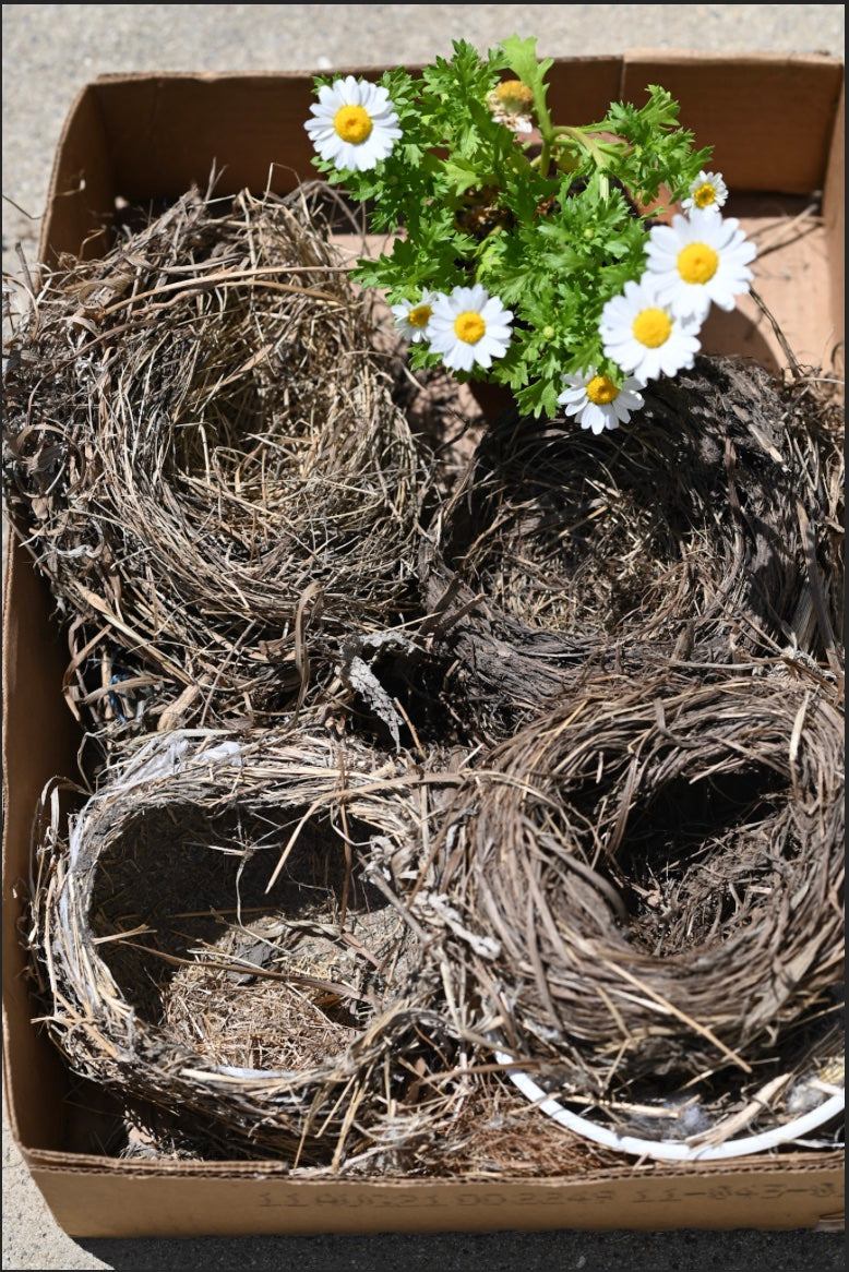 Bird Nest