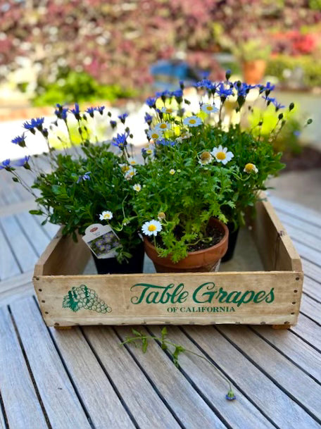 Table Grapes Wood Crate Tray